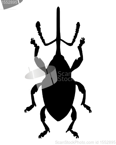 Image of Weevil (Curculio nucum)