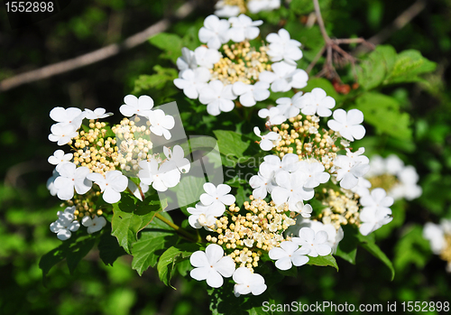 Image of Guelder rose (Viburnum opulus)