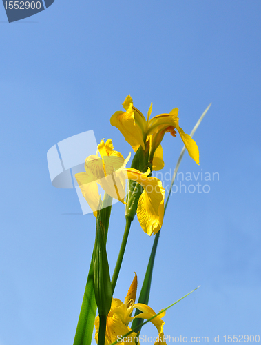 Image of Yellow iris (Iris pseudacorus)