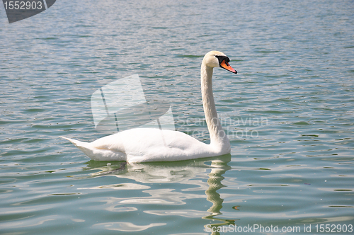Image of Swan (Cygnus olor)