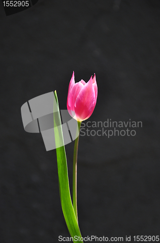 Image of Purple tulip