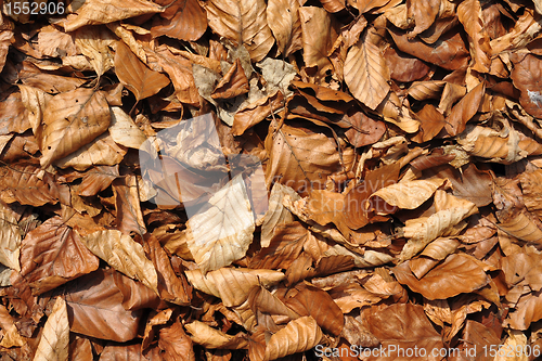 Image of Background of beech leaves