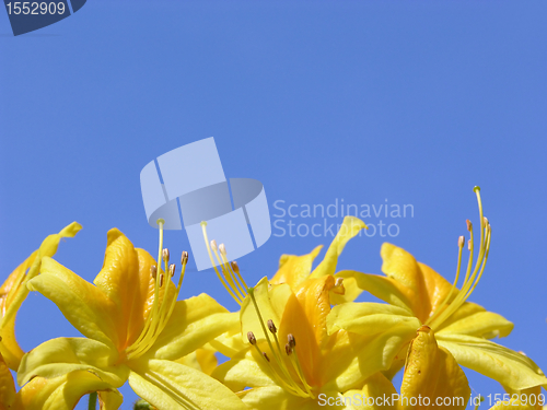 Image of Rododendron flowers and blue sky