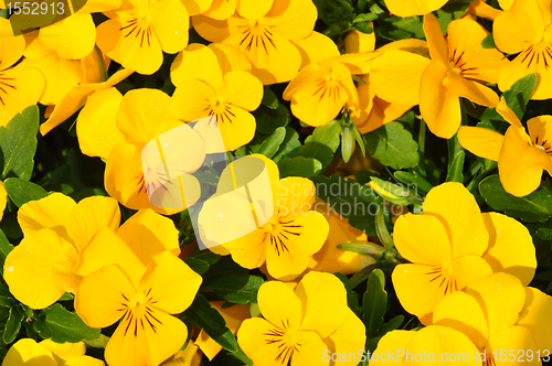 Image of Yellow pansies