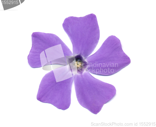 Image of Periwinkle (Vinca)