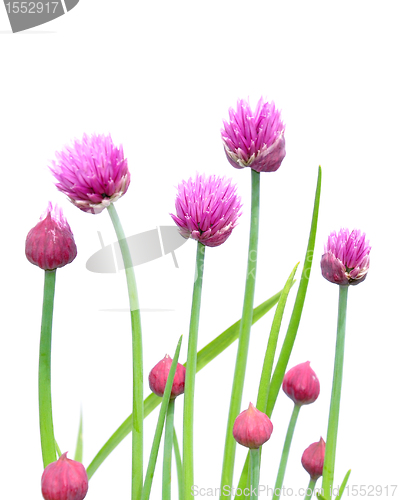 Image of Onion flowers