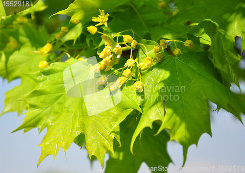 Image of Maple flowers (Acer)