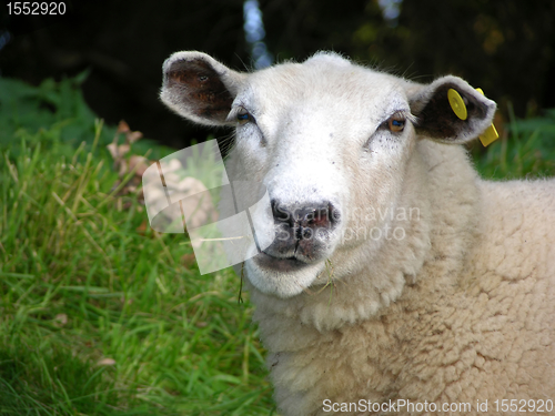 Image of Funny sheep