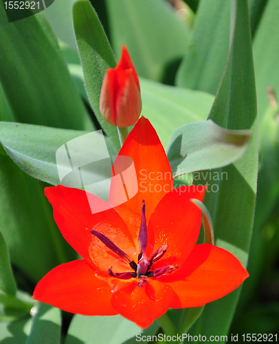 Image of Tulip