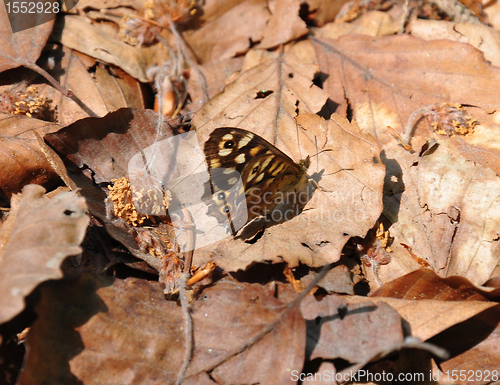 Image of Speckled wood (Pararge aegeria) 