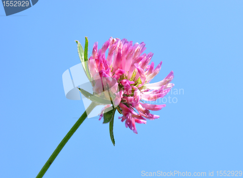 Image of Red clover (Trifolium pratense)