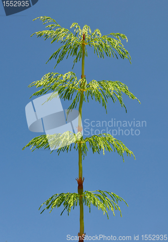 Image of Wood horsetail (Equisetum sylvaticum)