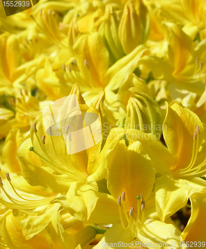 Image of Rhododendron flower