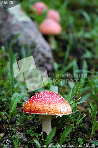 Image of Santa Claus Mushroom