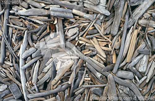 Image of Bleached driftwood on beach