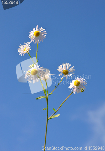 Image of Annual fleabane (Erigeron annuus)