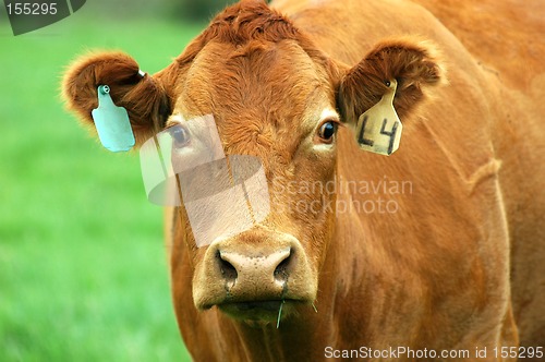 Image of brown cow