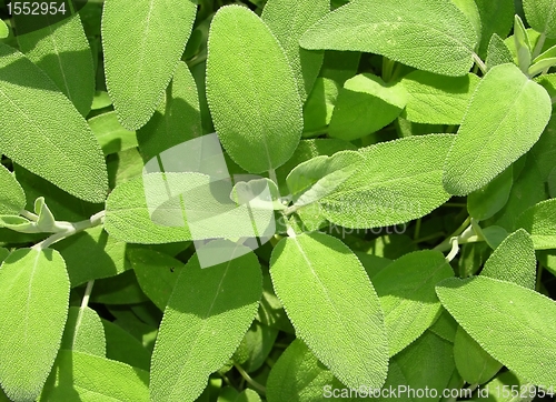 Image of Sage leaves