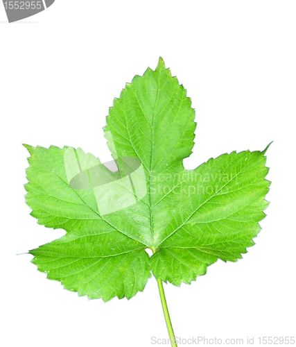 Image of Isolated hop leaf