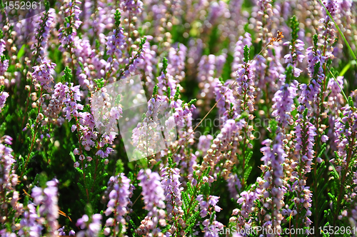 Image of Heather (Calluna vulgaris)