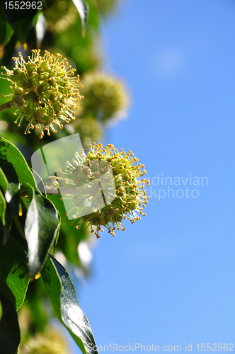 Image of Flowering ivy (Hedera helix)