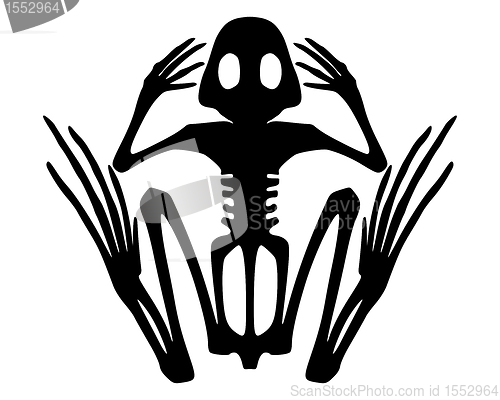 Image of Frog skeleton