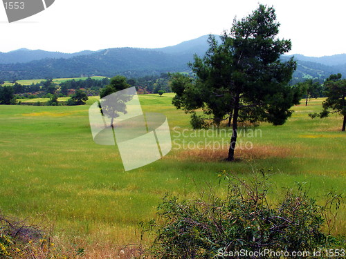 Image of Trees in the fields. Cyprus