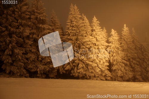 Image of snow trees at night