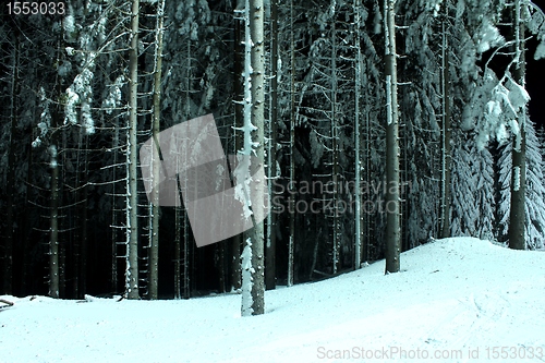 Image of snow trees at night