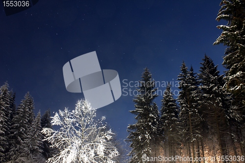 Image of snow trees at night