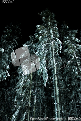 Image of snow trees at night