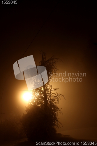 Image of light with winter tree at night