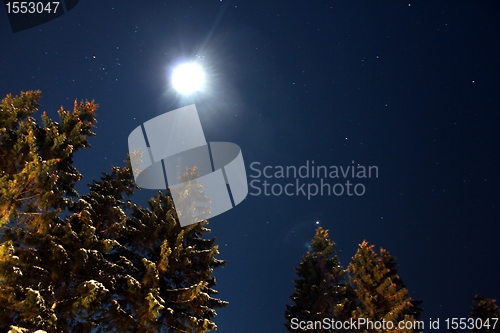 Image of snow trees at night