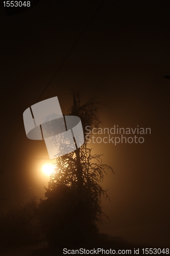 Image of light with winter tree at night