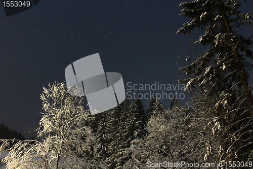 Image of snow trees at night