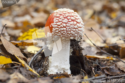 Image of Fly agaric. Amanita muscaria mashroom 