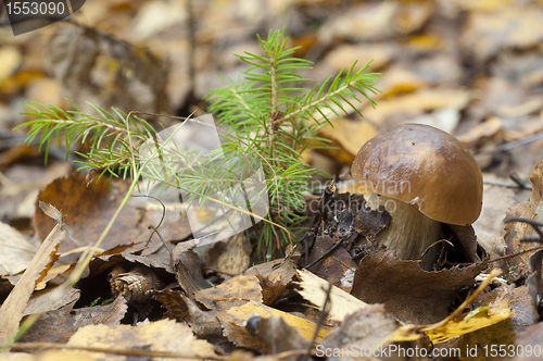 Image of Boletus edulis. Edible mushroom