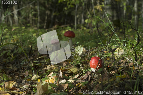 Image of Fly agaric. Amanita muscaria mashroom