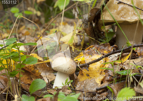 Image of Boletus edulis. Edible mushroom