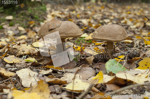 Image of Birch mushroom. Leccinum scabrum