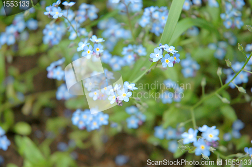 Image of Myosotis