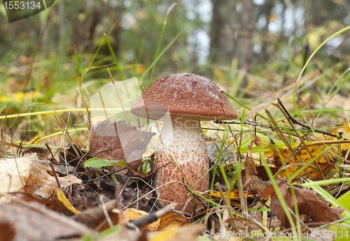 Image of Leccinum aurantiacum. Edible mushroom