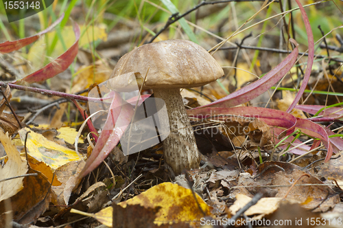 Image of Birch mushroom. Leccinum scabrum