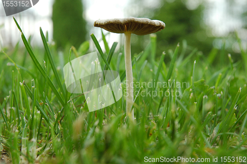 Image of poison toadstool
