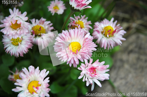 Image of Chrysanthemums. Mums or chrysanths