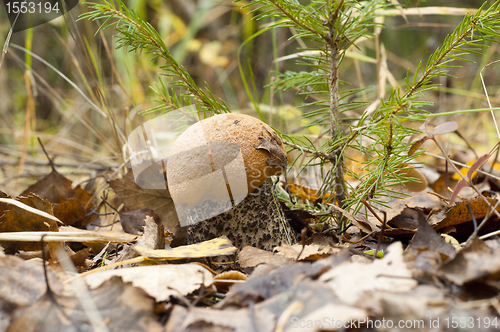 Image of Leccinum aurantiacum. Edible mushroom