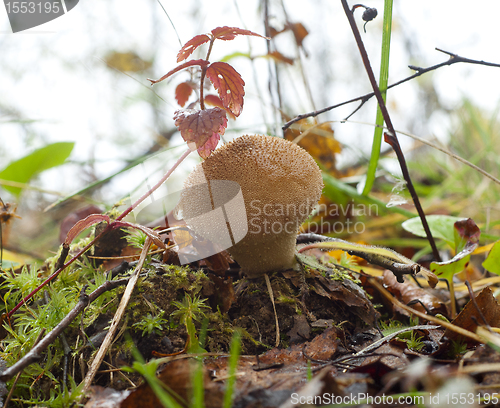 Image of Lycoperdon perlatum. Edible mushroom
