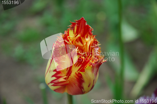 Image of The tulip