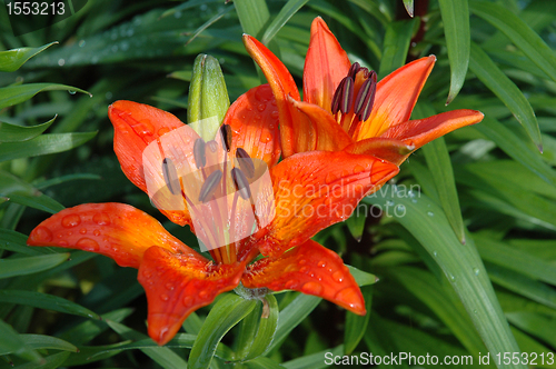 Image of Lilium