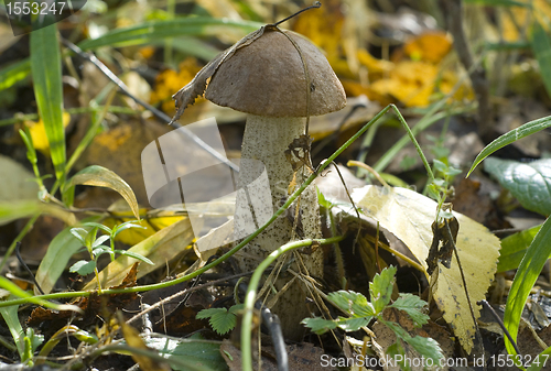 Image of Birch mushroom. Leccinum scabrum